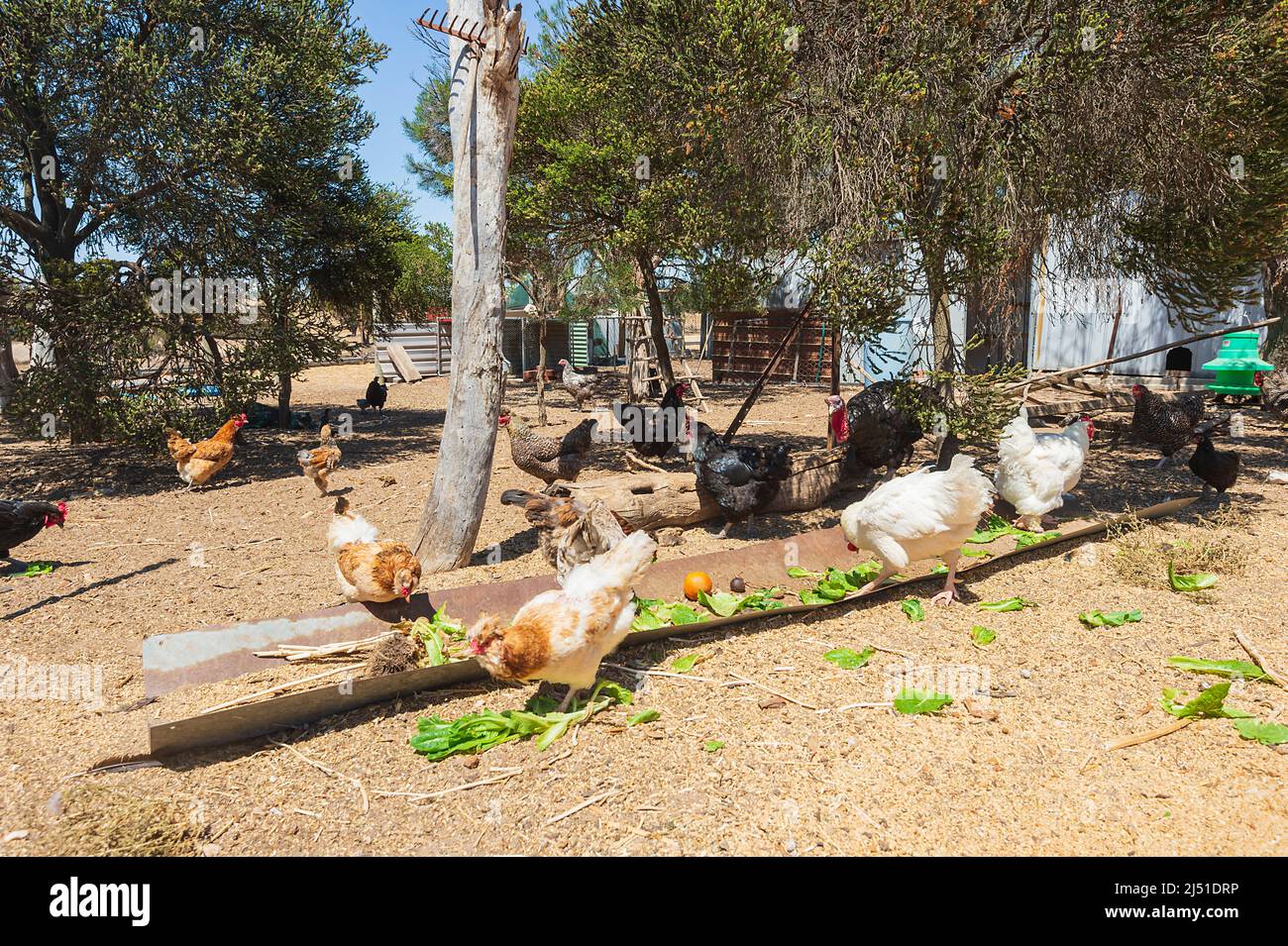 Free range chickens feeding in a farm yard, Western Australia, WA