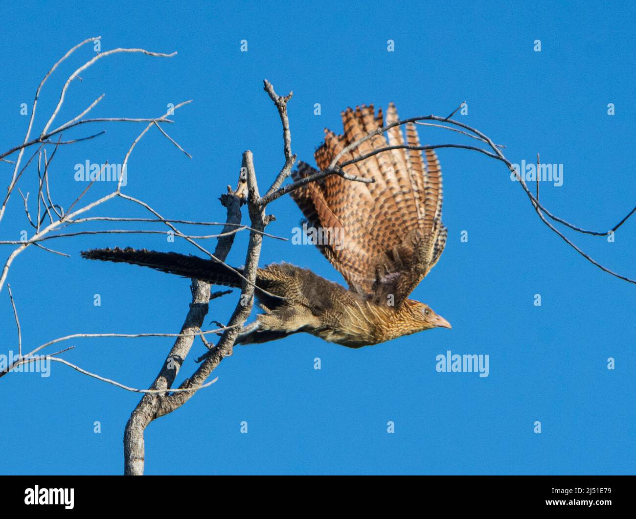 Pheasant Coucal (Centropus phasianinus) taking flight, Parry's Farm ...