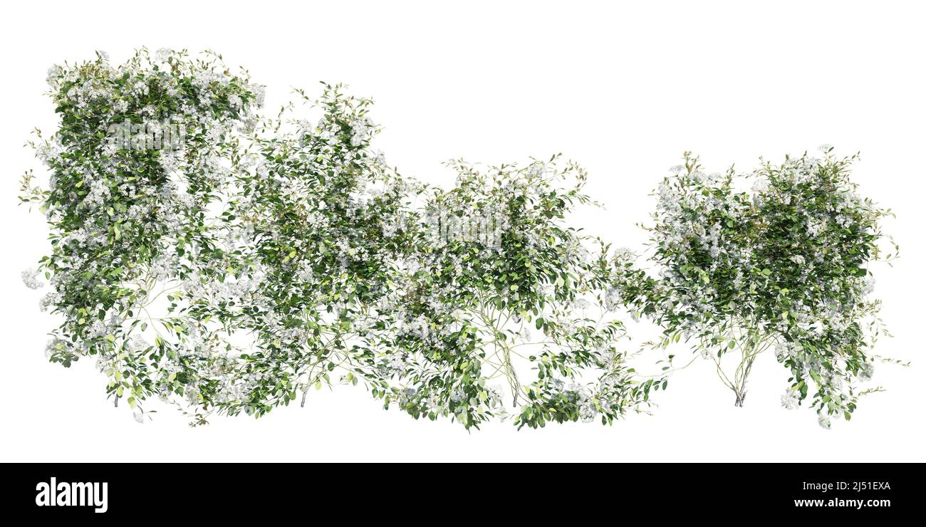 3D illustration climbing plants creepers isolated on white background Stock Photo Alamy