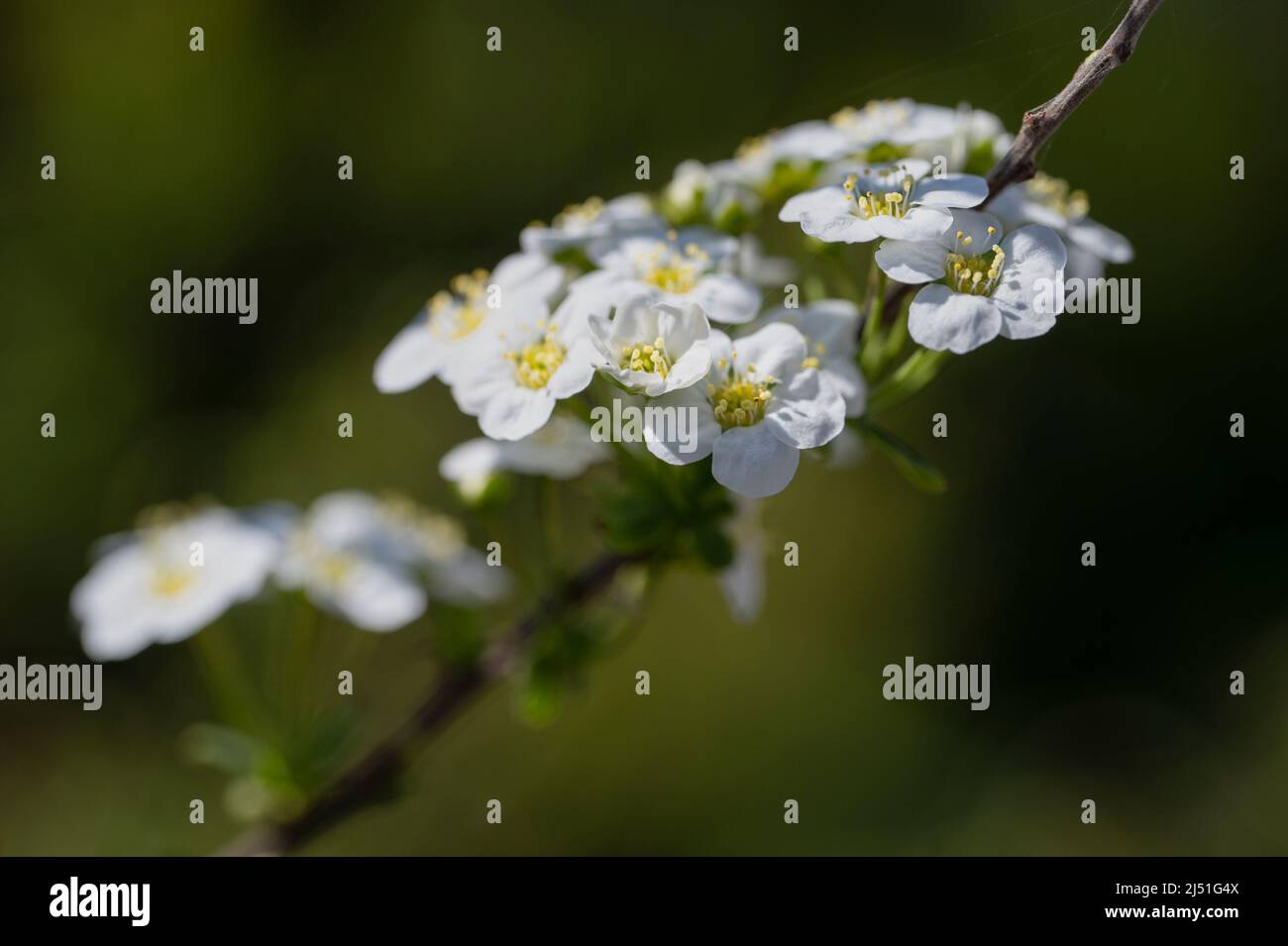 The delicate white flowers of a Spirea shrub Stock Photo