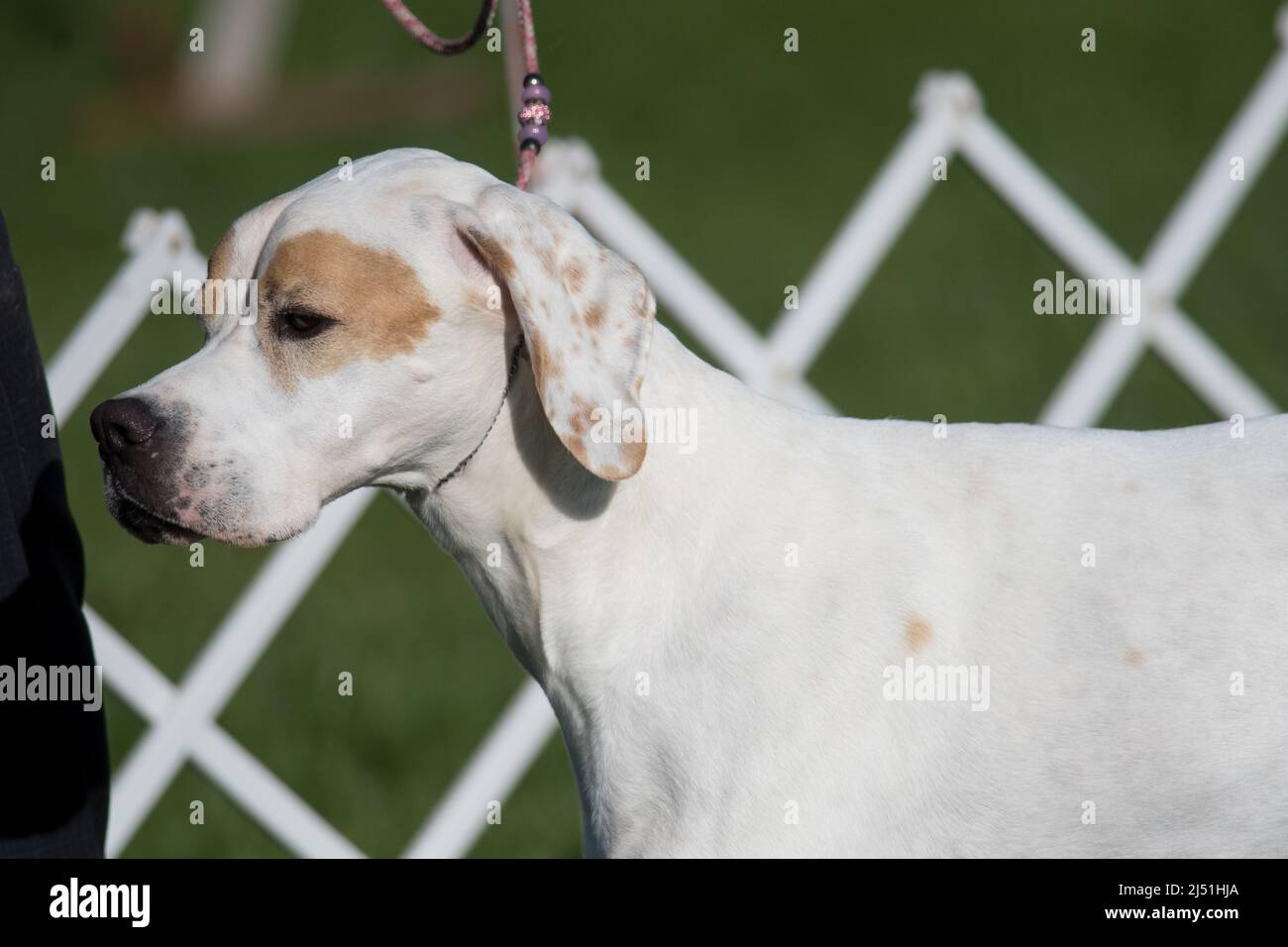 Pointer dog in the dog show ring with a close up view Stock Photo