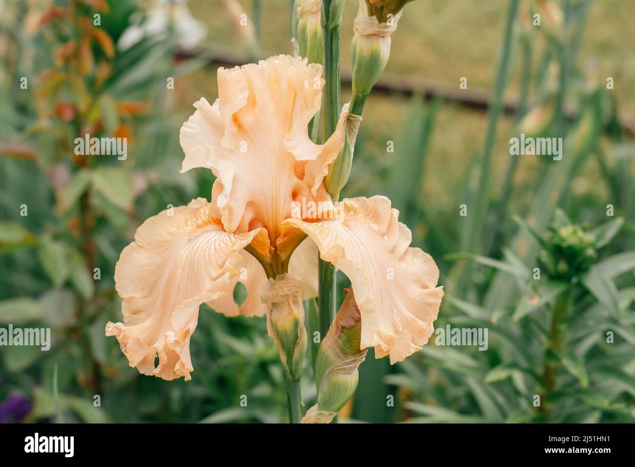 Gorgeous inflorescence of soft pink, peach flower of iris with wavy petals blossoming in garden. Nature and spring, gardening and horticulture concept Stock Photo