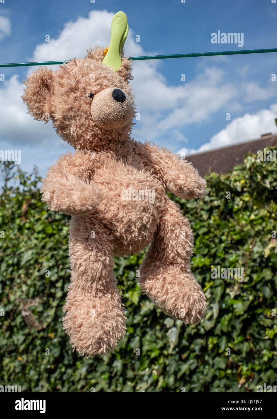 A brown teddy bear cuddly toy hanging on a washing line with a single peg, with a green hedge background Stock Photo