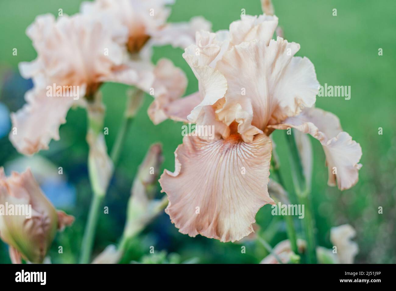 Gorgeous inflorescence of soft pink, peach flower of iris with wavy petals blossoming in garden. Nature and spring, gardening and horticulture concept Stock Photo