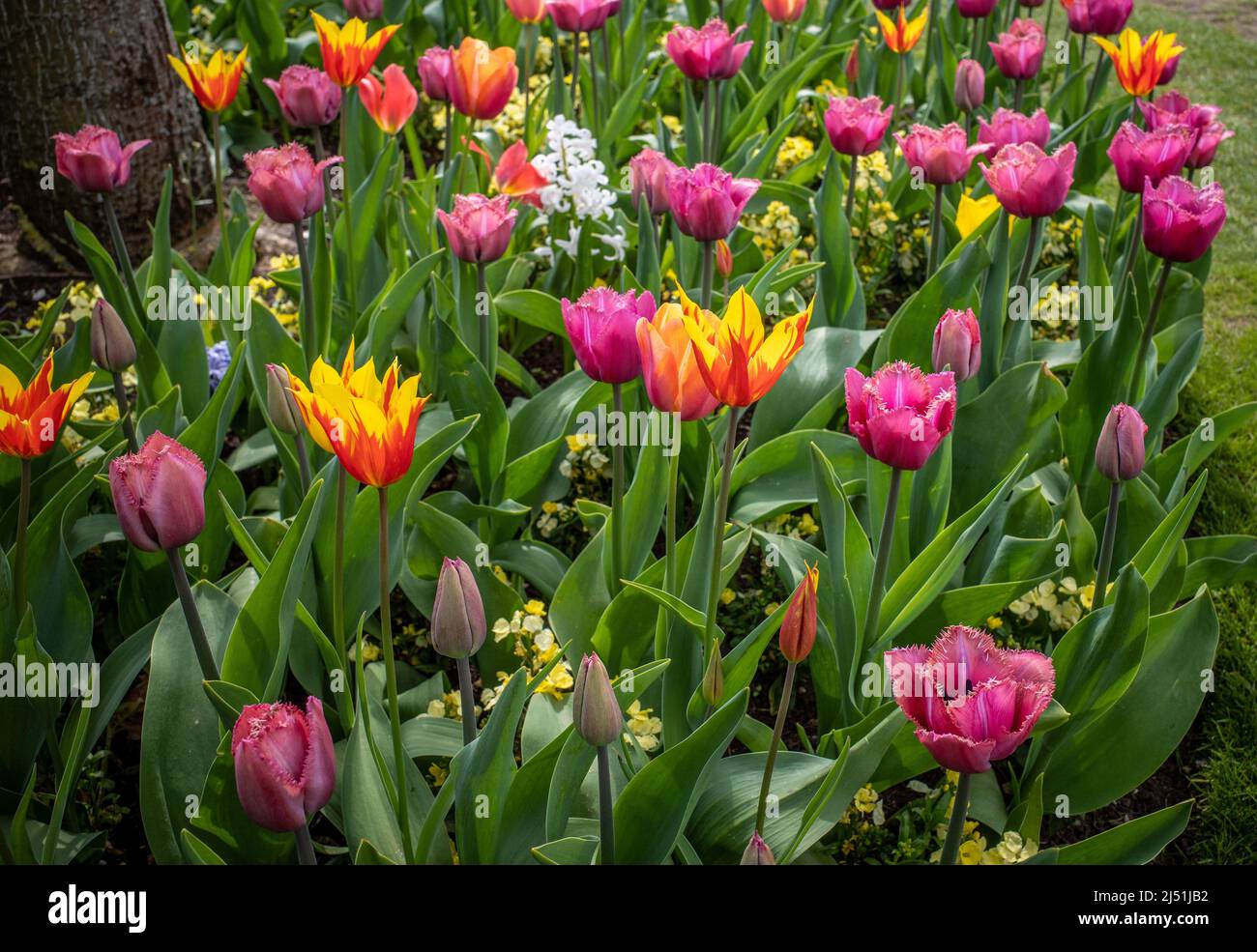 A colourful bed of multi coloured tulips with open and closed flower heads. Stock Photo