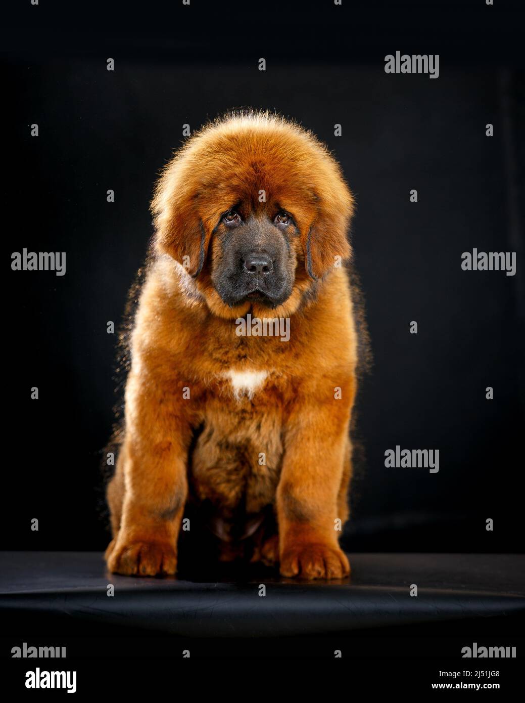 Red tibetan mastiff puppy 2025