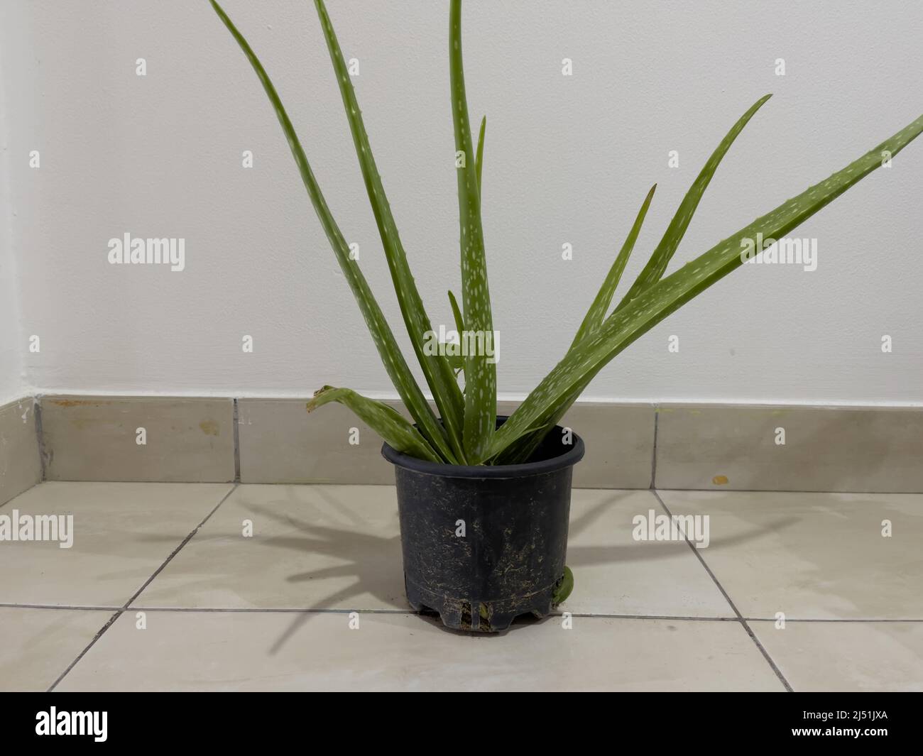 Aloe vera plant in a black flowerpot on the floor indoors. Stock Photo