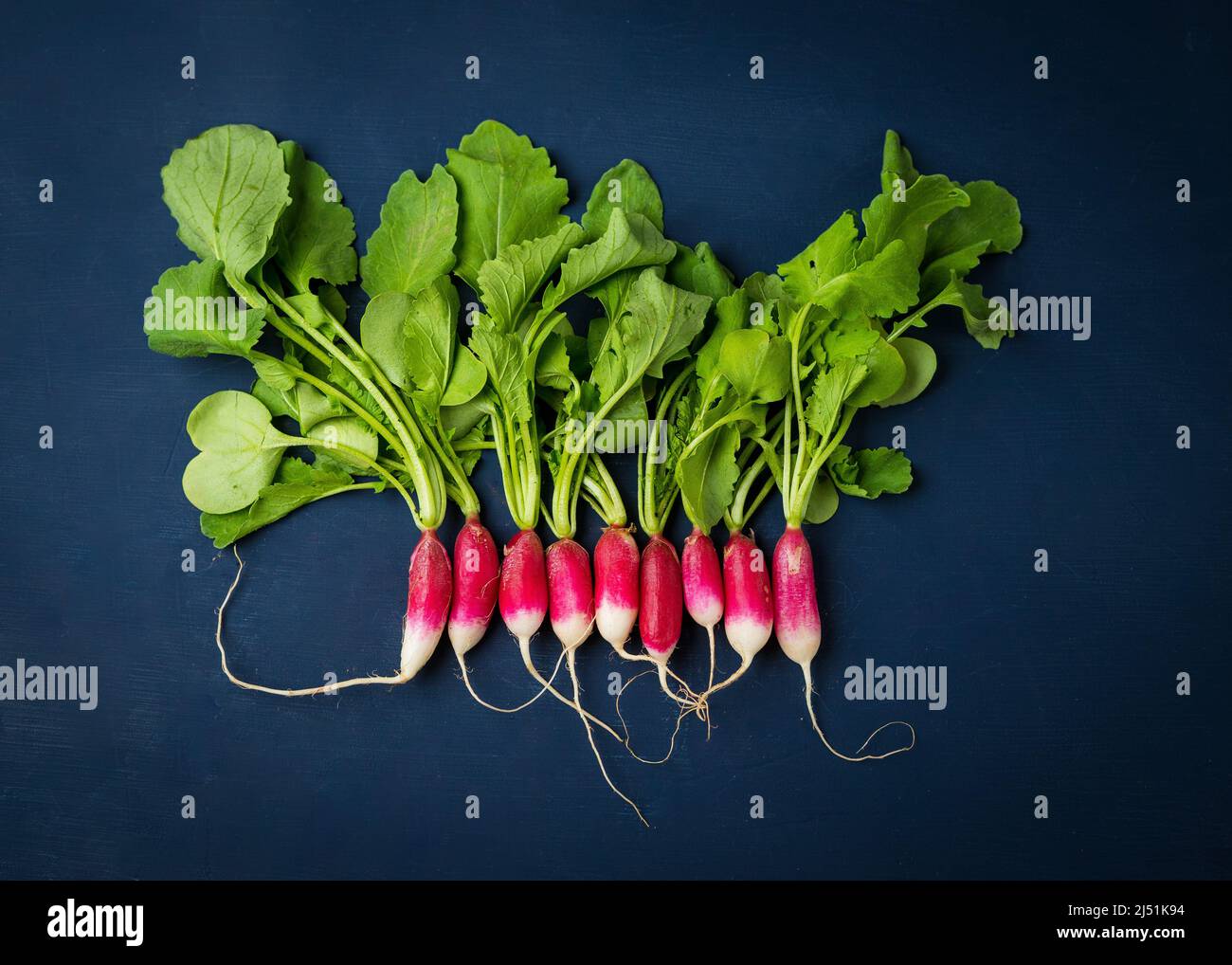 Large round radish hires stock photography and images Alamy