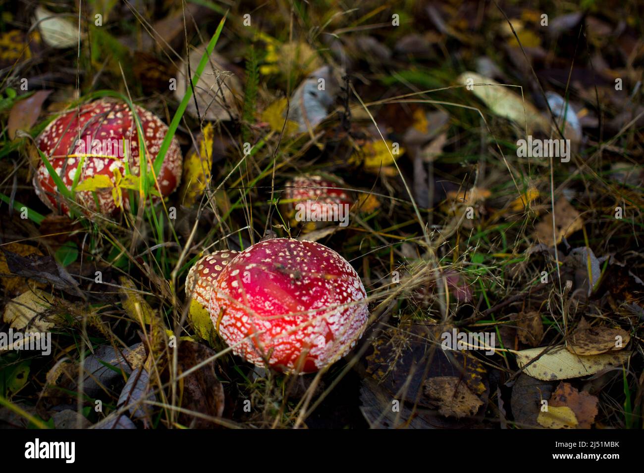 Woods hi res hi-res stock photography and images - Alamy