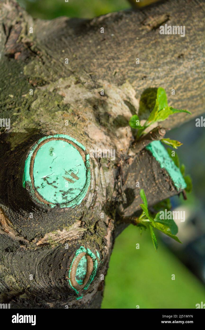 Tree trunk and cut branches, cuts are covered with special paint. Thick