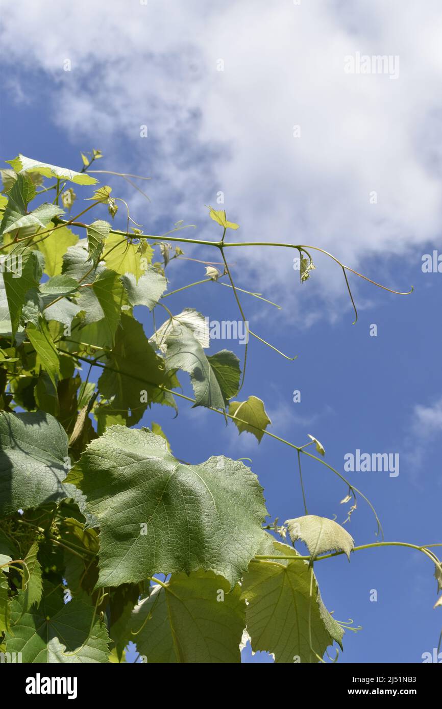 Summer background garden green wallpaper Stock Photo - Alamy