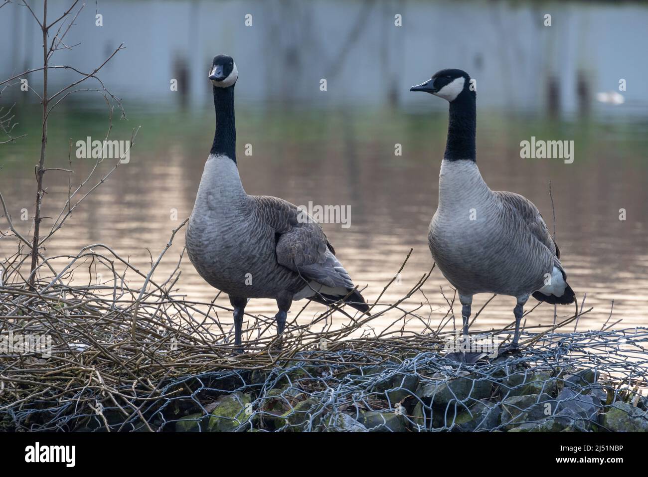 Two Canadian Geese, Branta canadenis, at the waterside of a canal in Rijkevorsel, Antwerp, Belgium. High quality photo Stock Photo