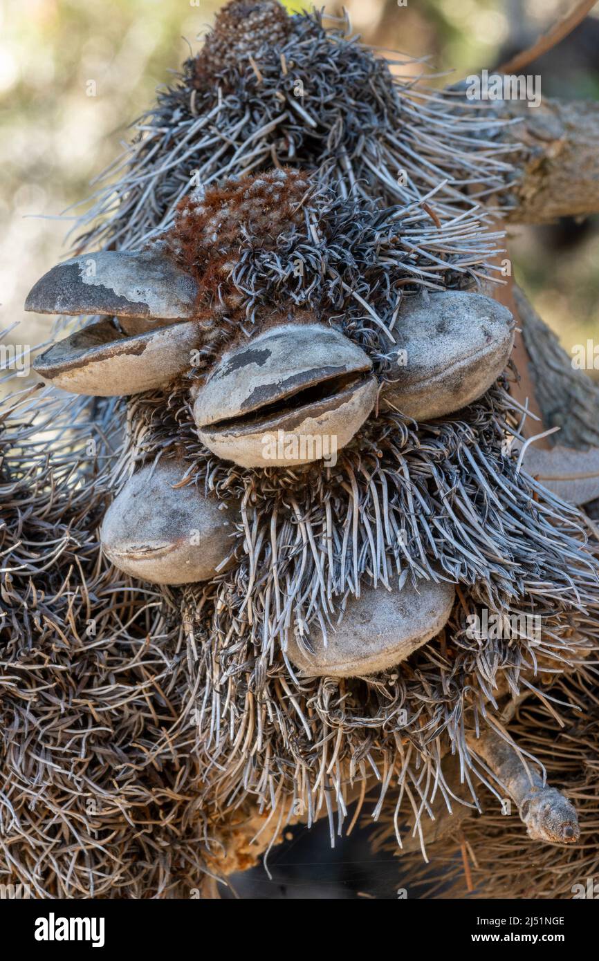 The seedpod of Banksia serrata, an Australian plant,  resembling the face of a hairy old man, close-up and macro reavealing the pod structures, some a Stock Photo