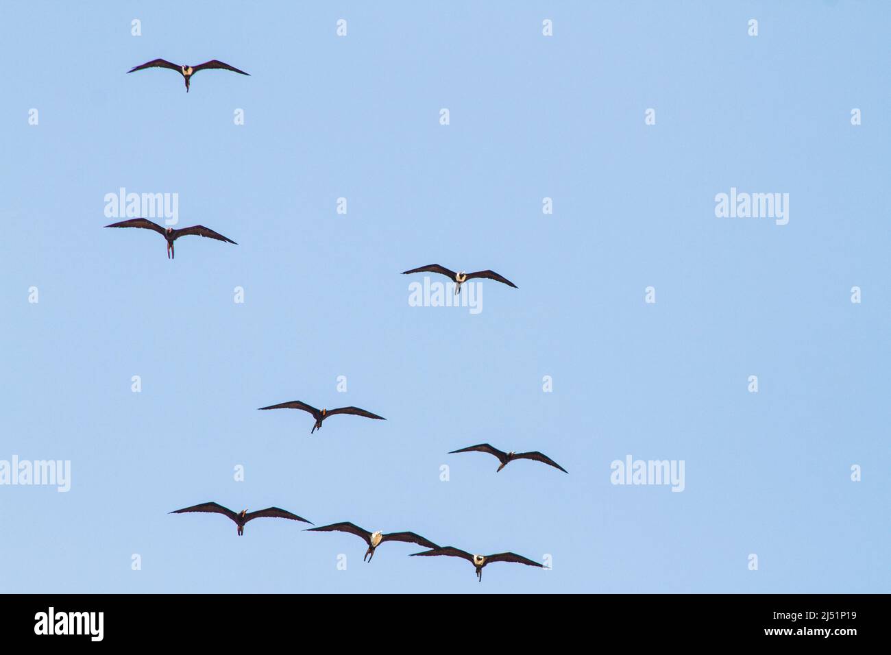 frigate bird in the blue sky of ipanema beach in Rio de Janeiro Stock ...