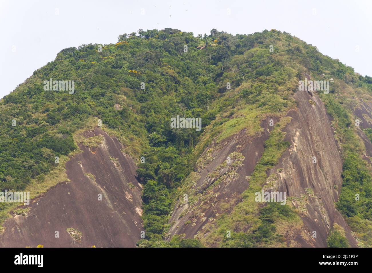 hill of goats in the Copacabana neighborhood in Rio de Janeiro. Stock Photo