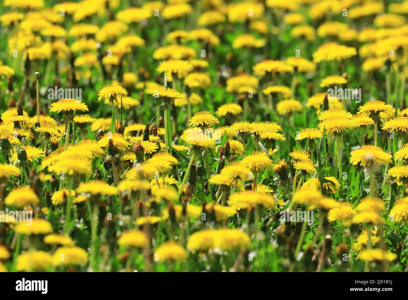Dandelions on meadow, spring landscape Stock Photo