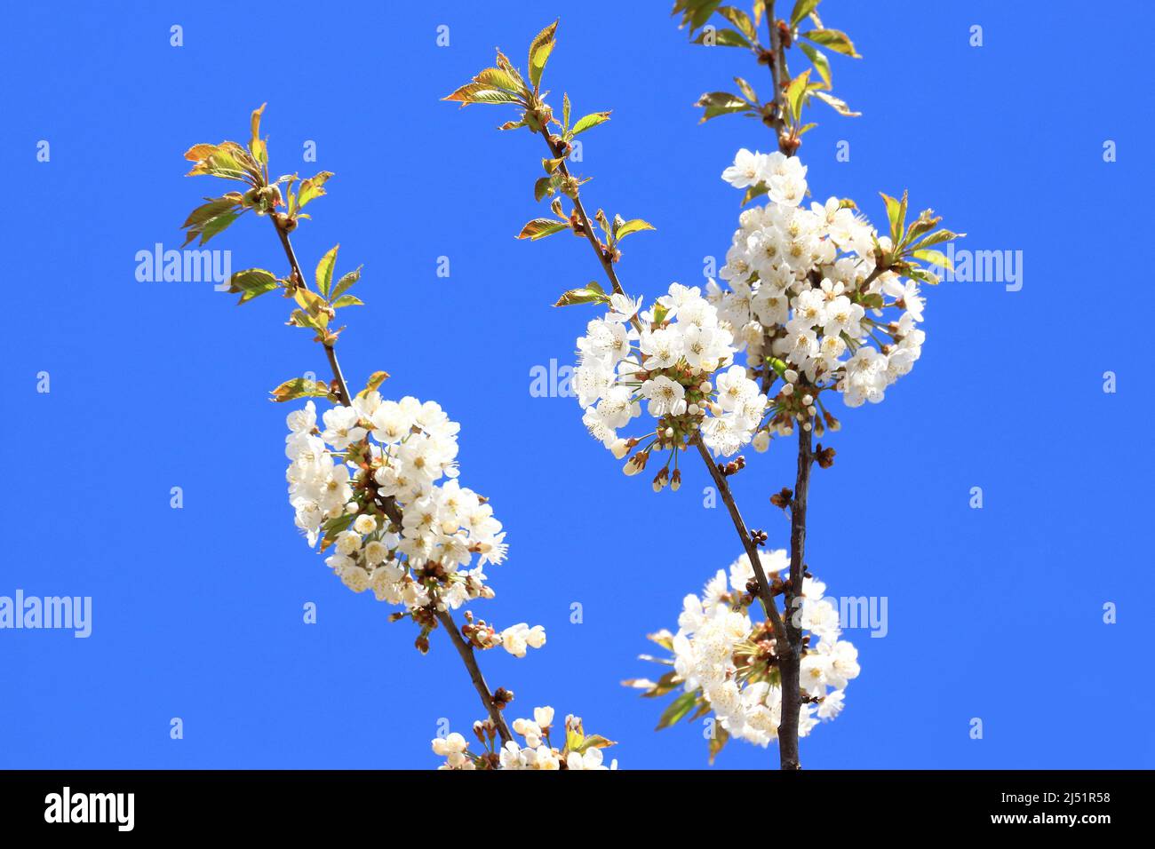 Cherry blossom tree, blue sky in background Stock Photo
