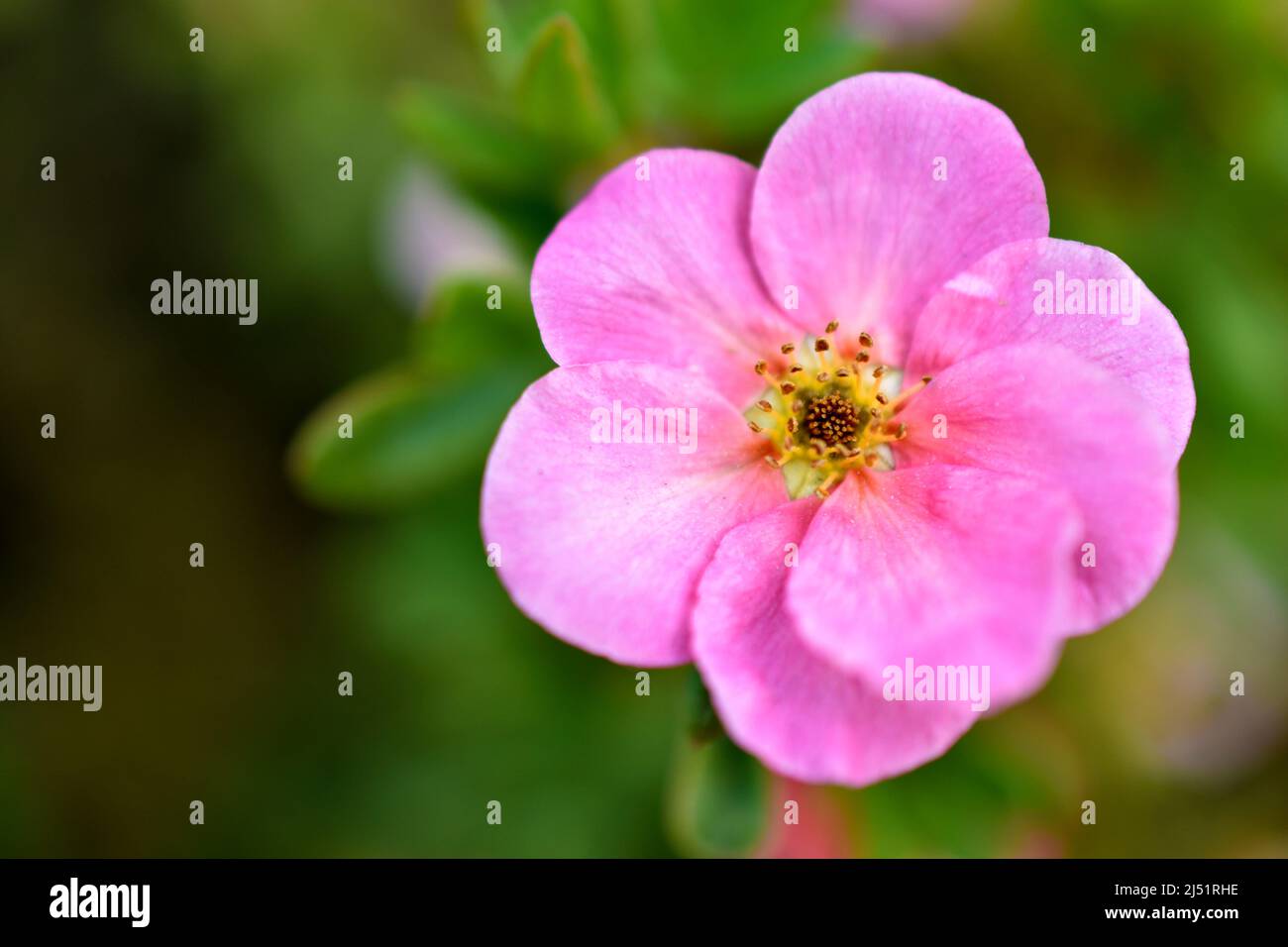 Pink flowers of Potentilla reptans close-up Stock Photo