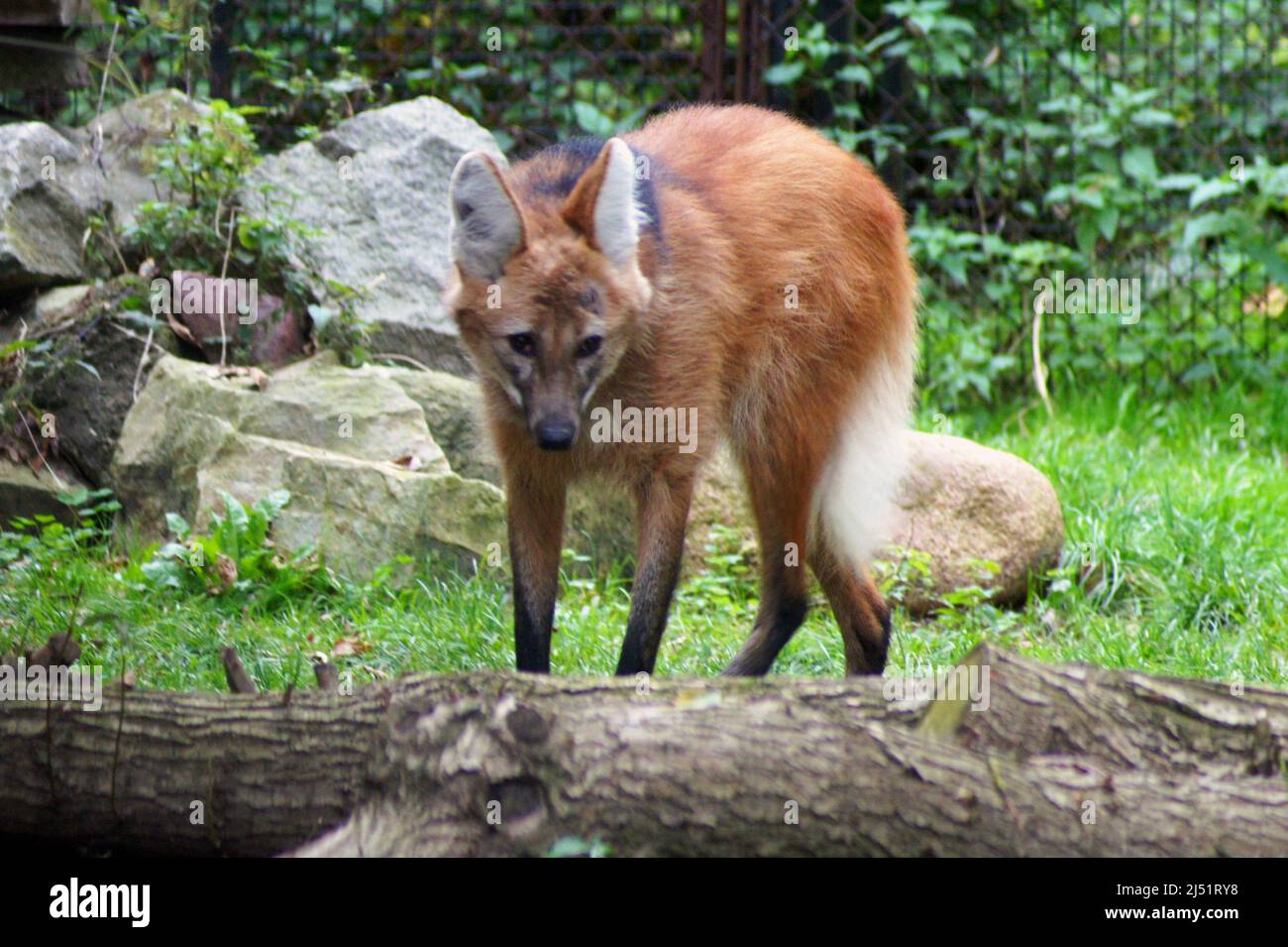 Maned wolf is an unusual intermediate species between the wolf and the fox. Stock Photo