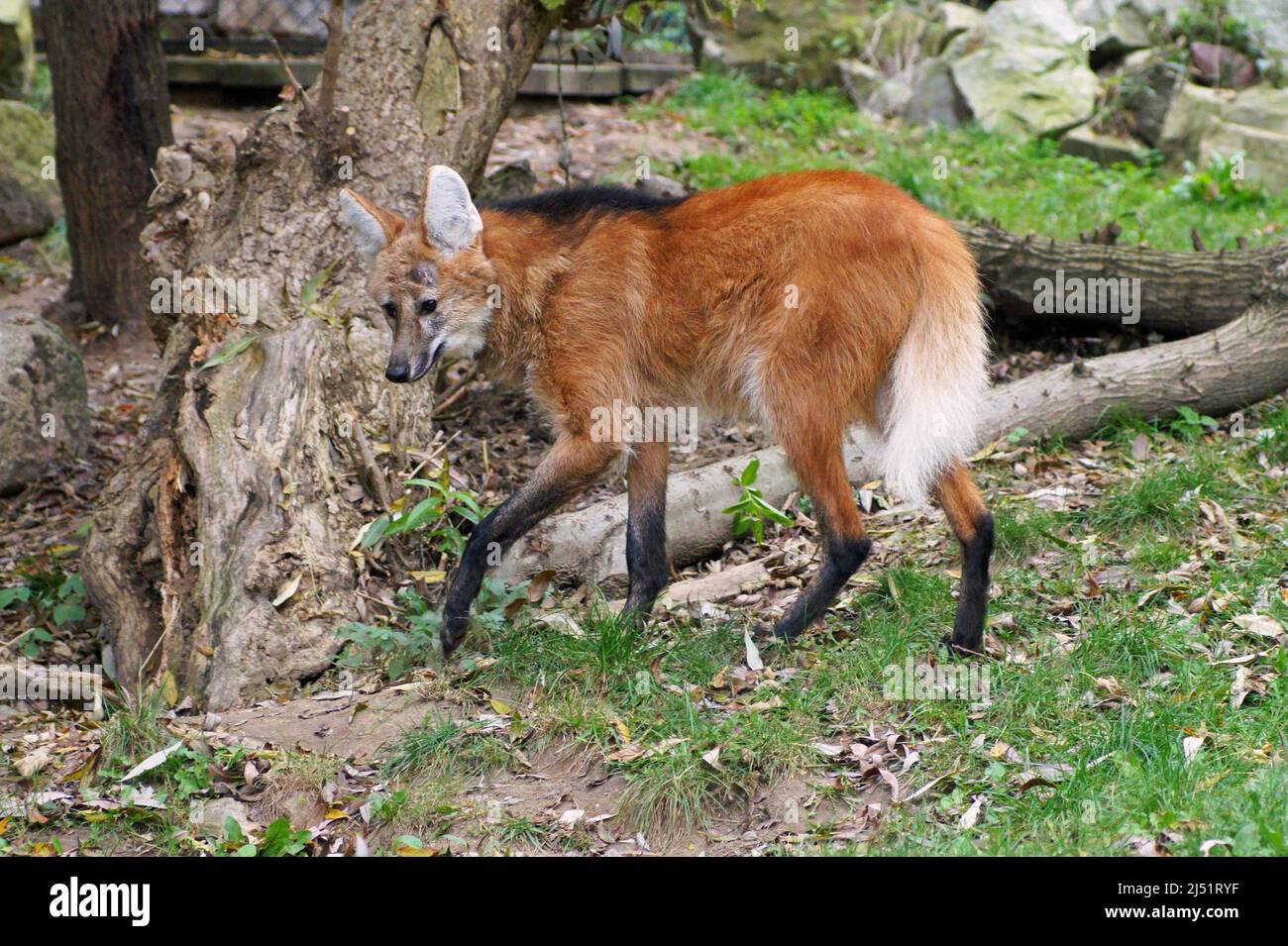 Maned wolf is an unusual intermediate species between the wolf and the fox. Stock Photo