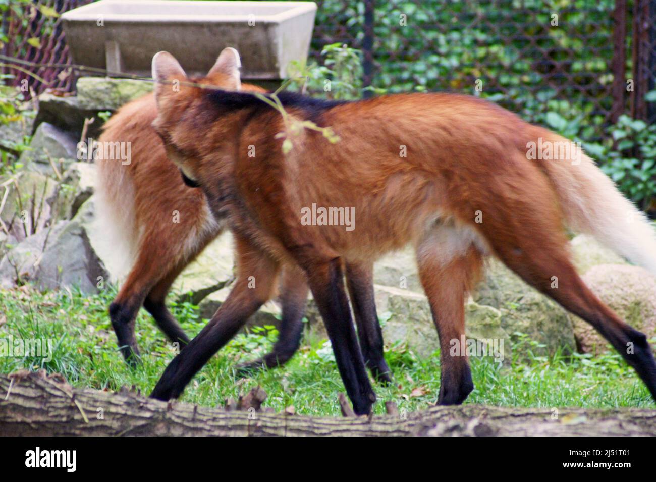Dances wolves.The wolves dance because they move lateral ambling gait. The Maned wolf is an unusual intermediate species between the wolf and the fox. Stock Photo