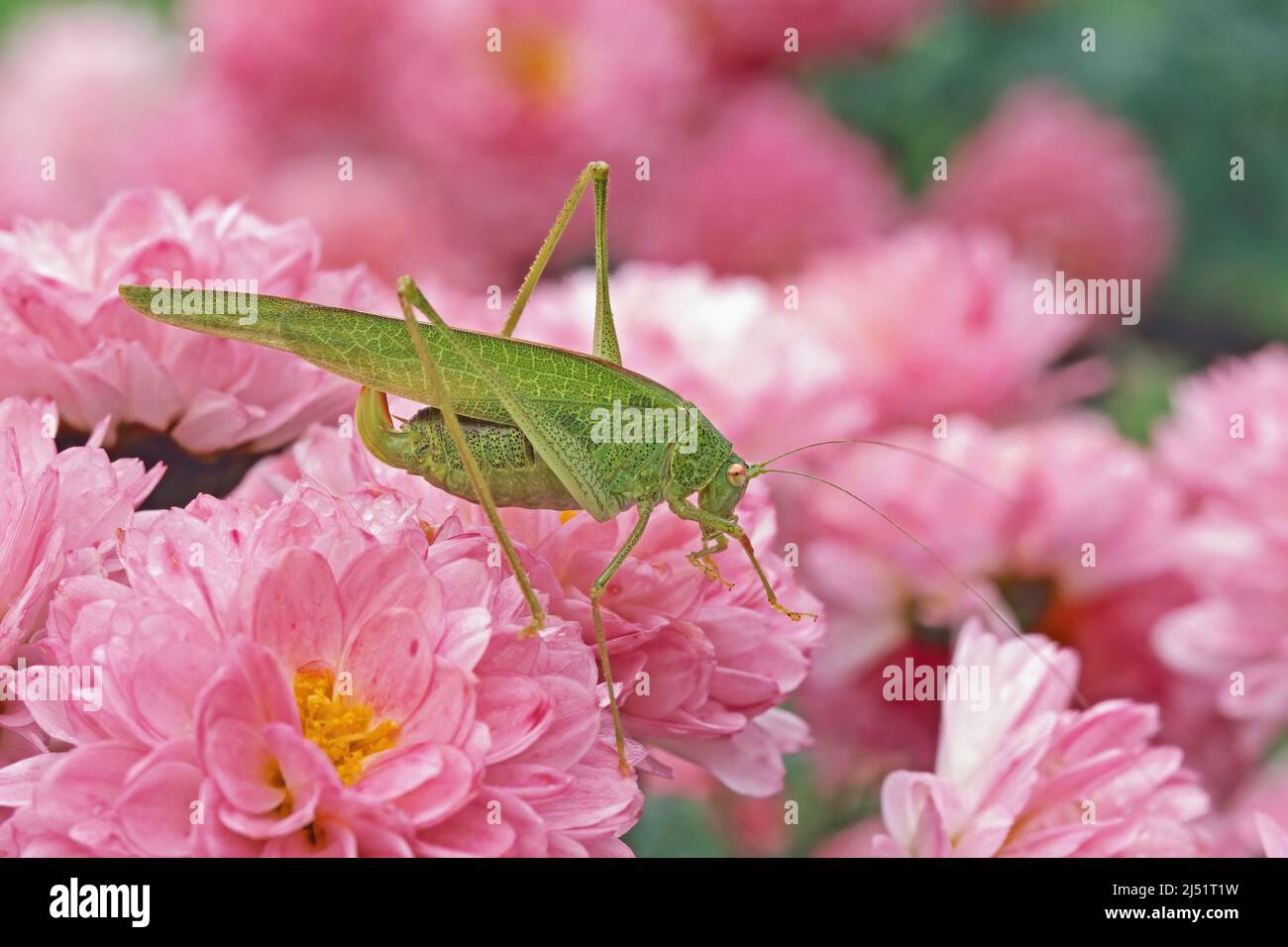 adult female of mediterranean katydid sitting on pink flowers, Phaneroptera nana, Tettigoniidae Stock Photo