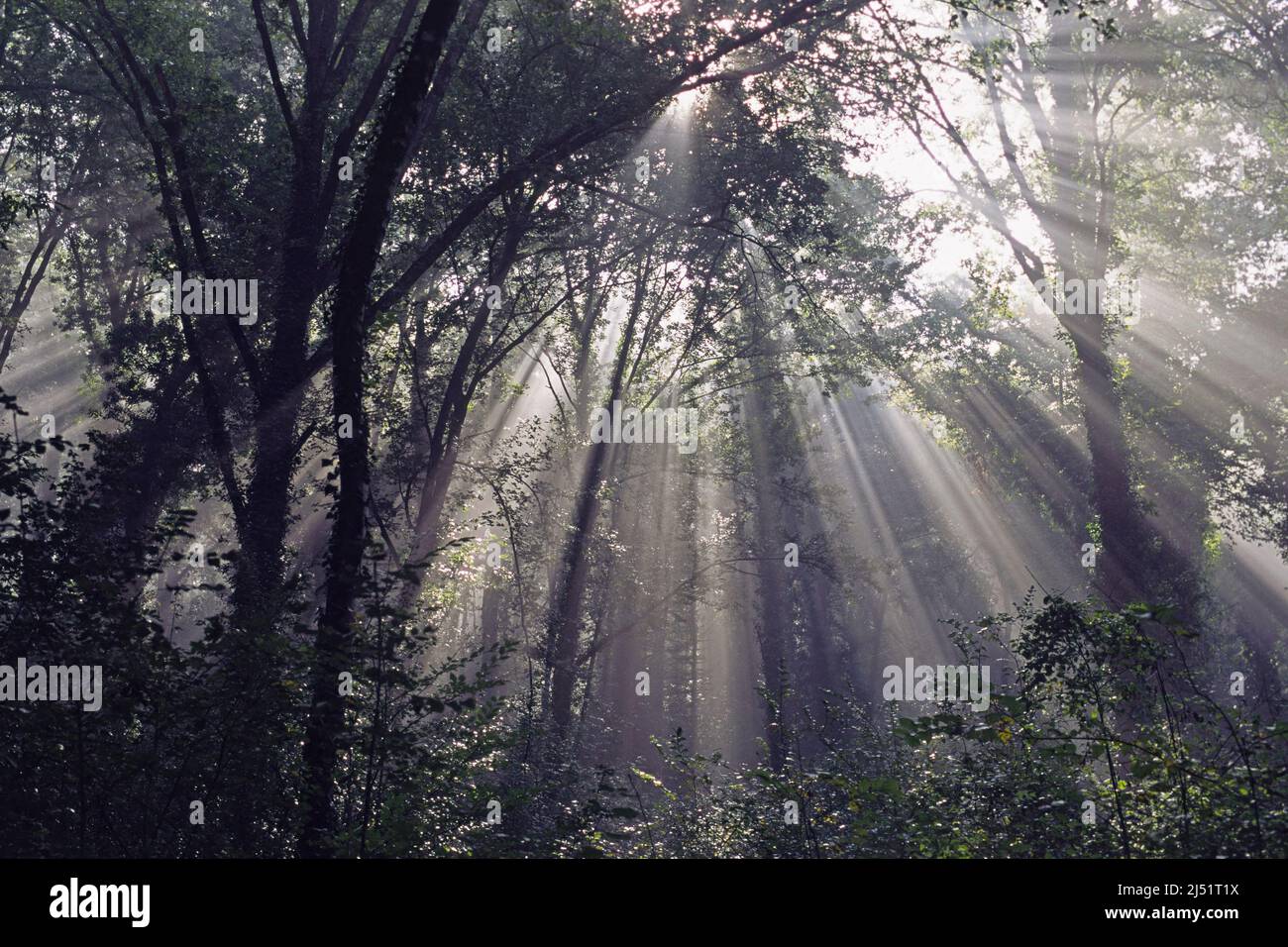 rays of light filter through the haze in a wood Stock Photo