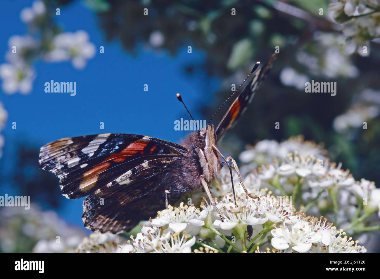 red admiral butterfly while sucks the nectar of small white flowers, Vanessa atalanta, Nymphalidae Stock Photo