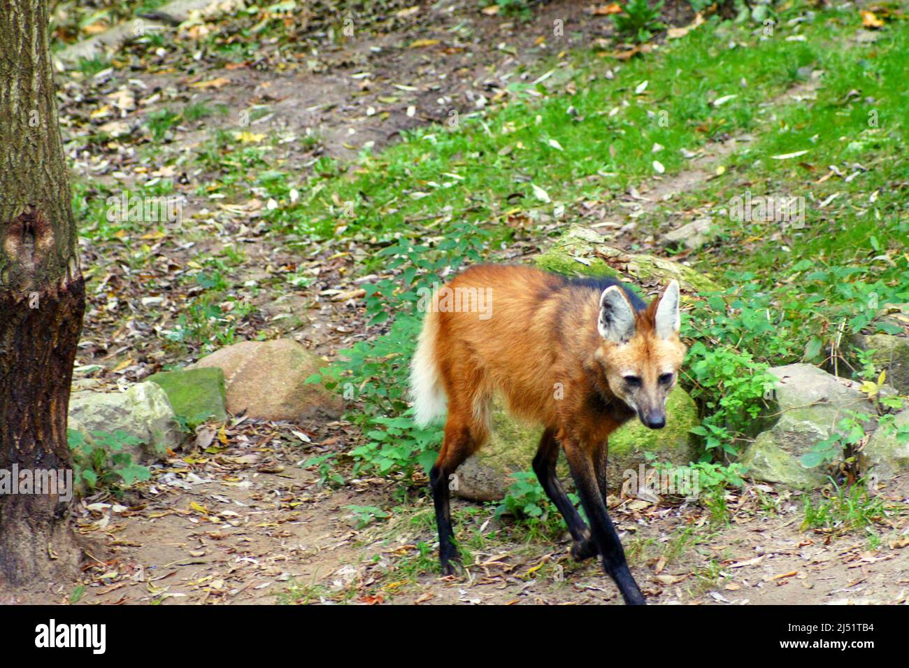 Maned wolf is an unusual intermediate species between the wolf and the fox. Stock Photo