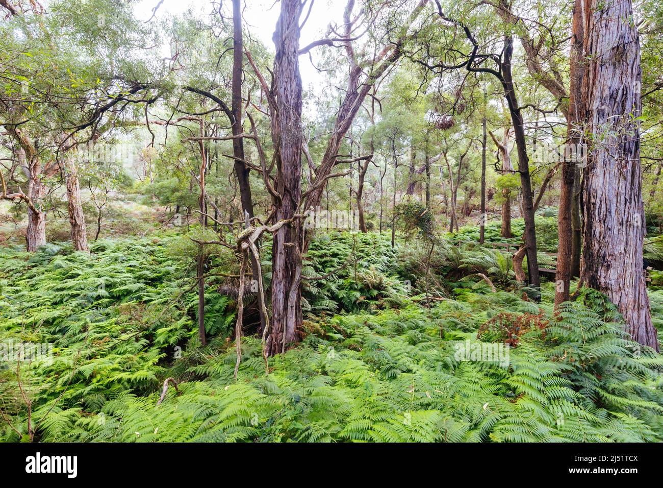 Two Bays Walking Track in Australia Stock Photo - Alamy