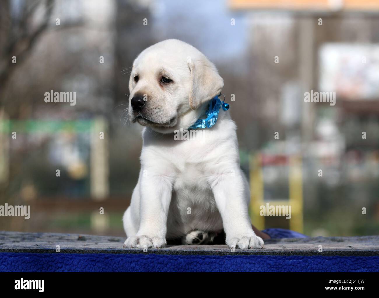 yellow labrador puppy on the blue background portrait Stock Photo - Alamy