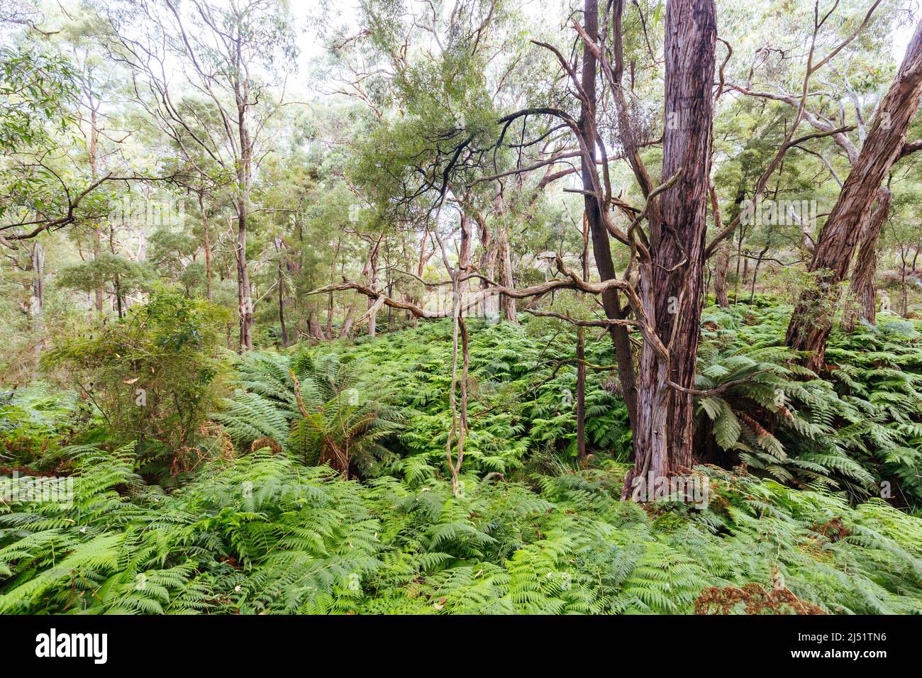 Two Bays Walking Track in Australia Stock Photo - Alamy
