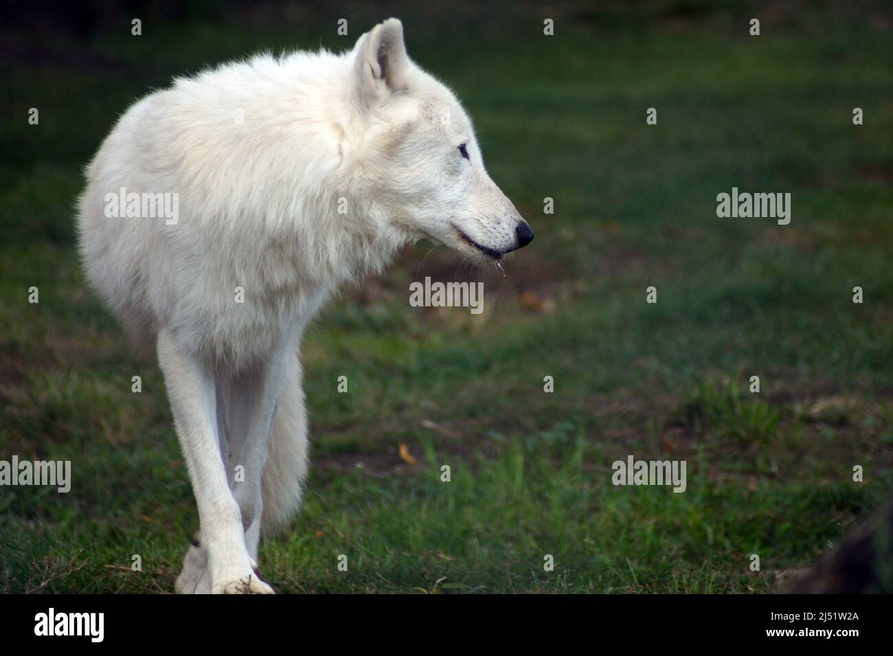 Dances arctic wolf- the wolves have an unusual lateral ambling gait, which makes them seem to be dancing. Stock Photo