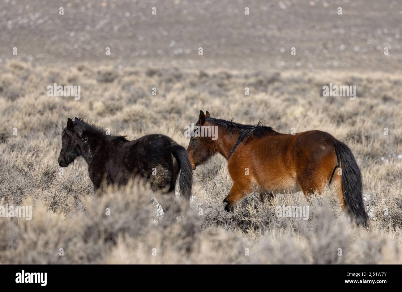Wild Horses in Winter in the Idaho Desert Stock Photo Alamy