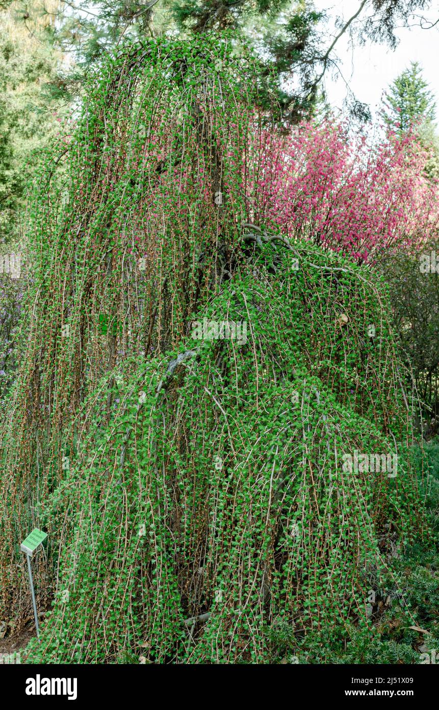 Larix kaempferi Stiff Weeping Stock Photo