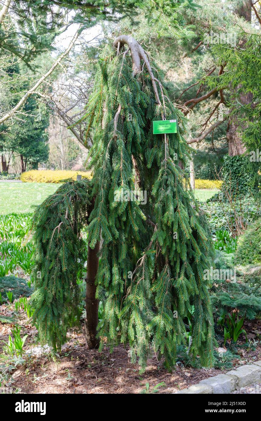 Picea abies Inversa in botany Stock Photo