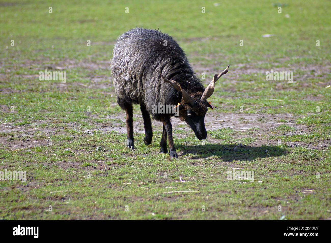 Racka sheep.Symbol of Hungary. Currently a rare breed due to low milk production. It's famous for the spiraling horns worn by both. Extremely durable Stock Photo