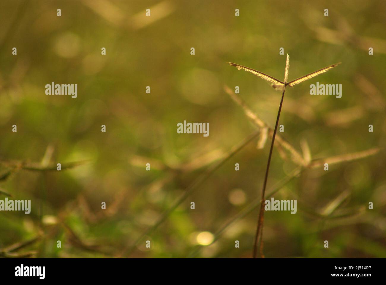 The Crowfoot grass weed field in the morning light Stock Photo - Alamy