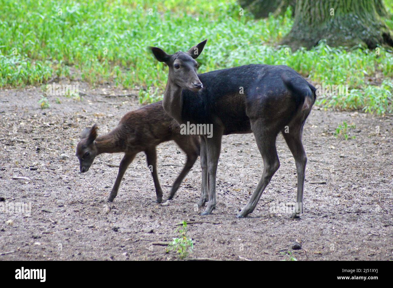 ''Black gold''-an exceptionally rare melanistic doe of fallow deer with ... - Deer With Melanistic Fur Rare