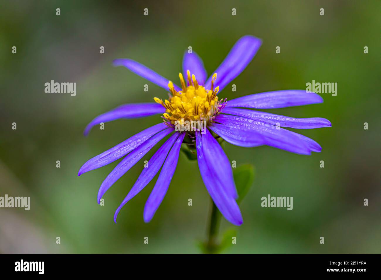 Aster amellus flower growing in mountains, close up shoot Stock Photo
