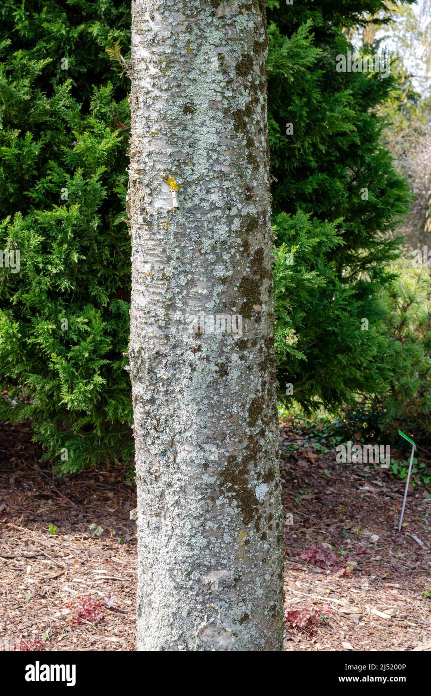 Betula alleghaniensis (Golden Birch, Swamp Birch, Yellow Birch)