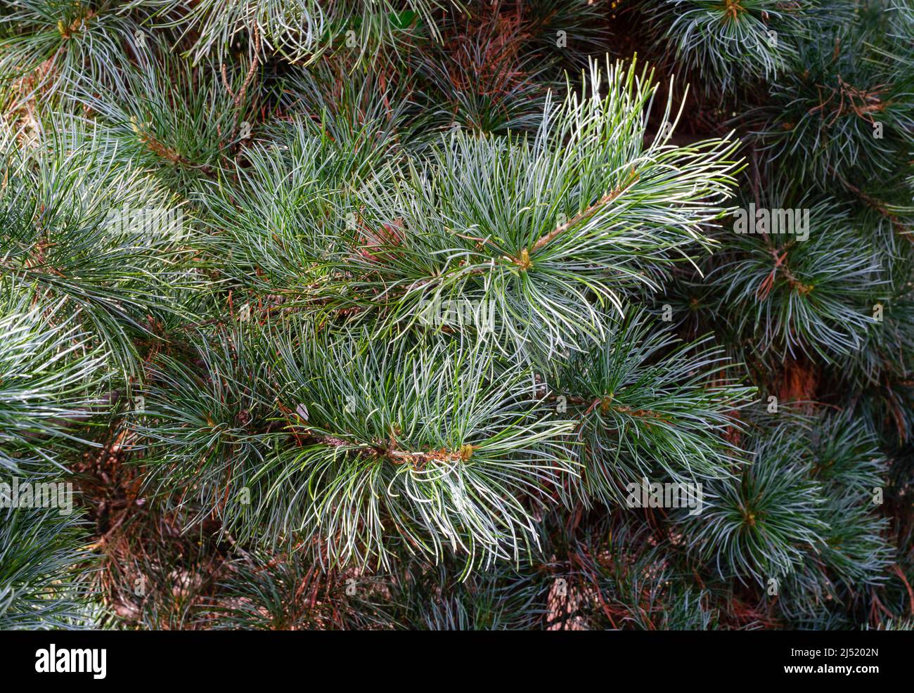 Pinus parviflora Negishi in botany in Poland Stock Photo