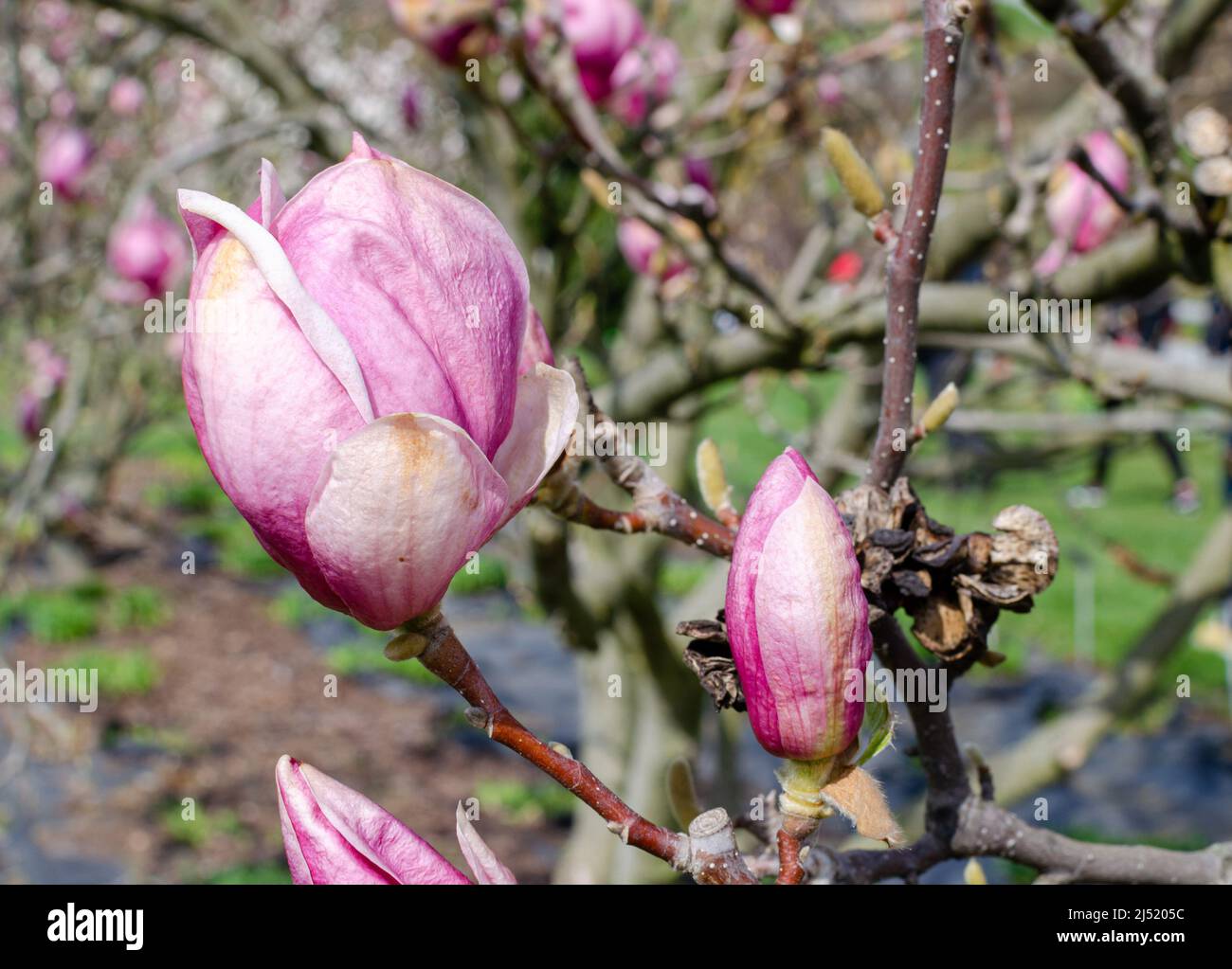 Magnolia soulangeana Rustica Rubra, magnolia Soulanga Stock Photo - Alamy