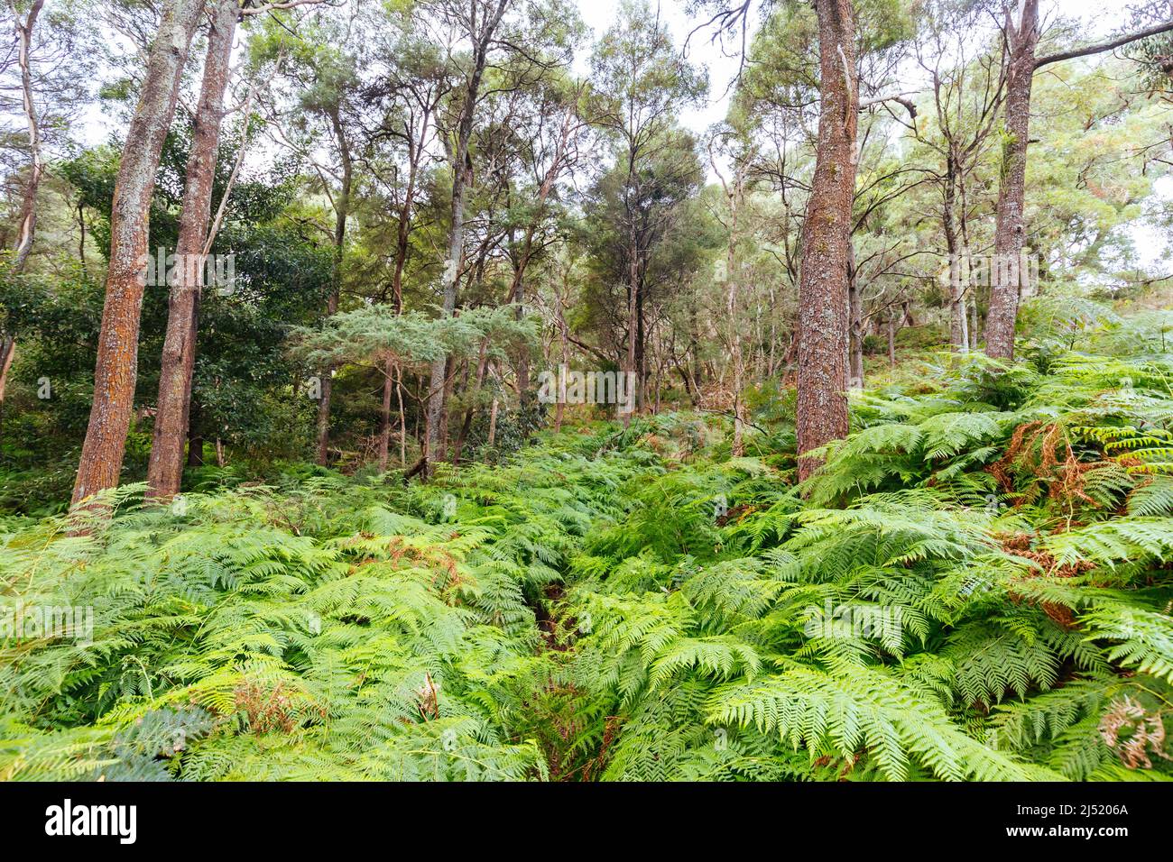 Two Bays Walking Track in Australia Stock Photo Alamy