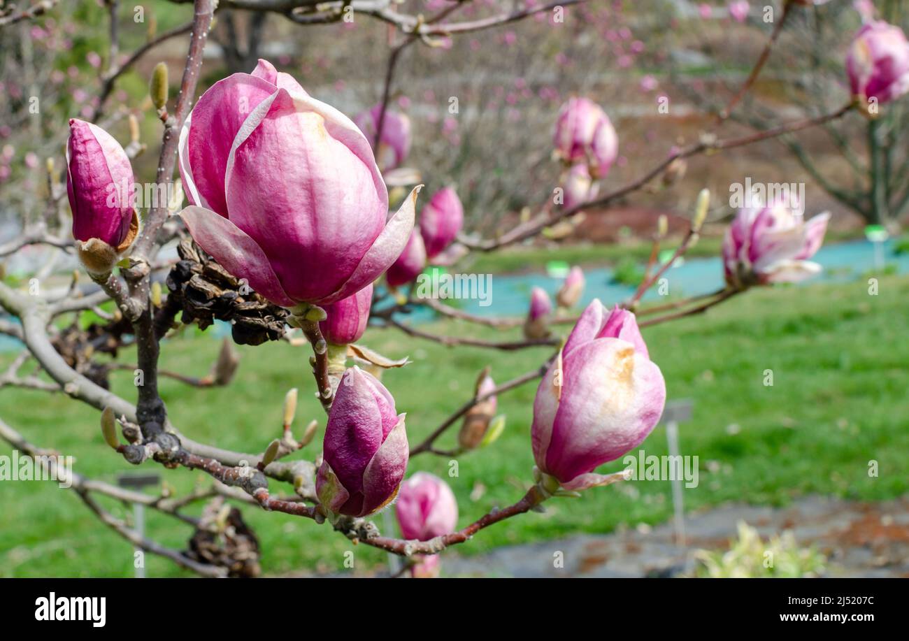 Magnolia soulangeana Rustica Rubra, magnolia Soulanga Stock Photo - Alamy