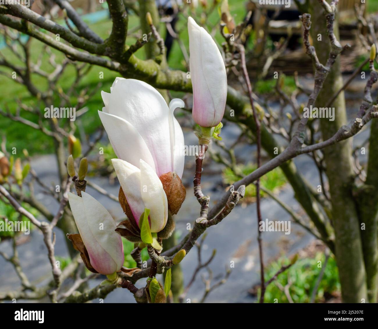 Magnolia soulangeana alba hi-res stock photography and images - Alamy