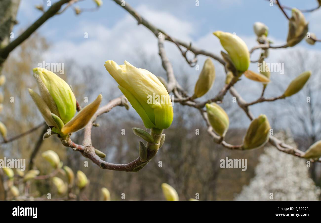 Magnolia Elizabeth buds in spring in botany. Stock Photo