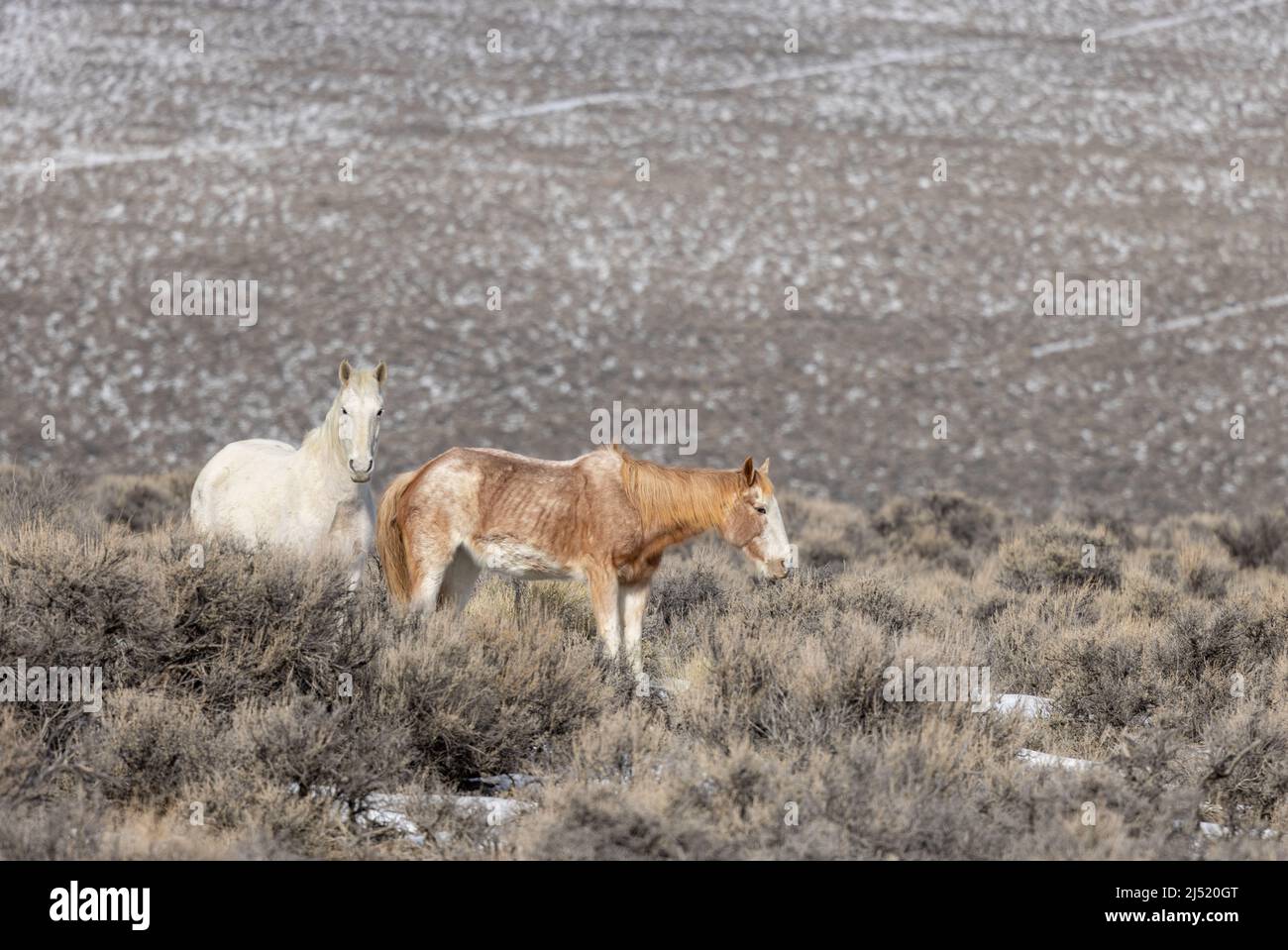 Wild Horses in Winter in the Idaho Desert Stock Photo Alamy
