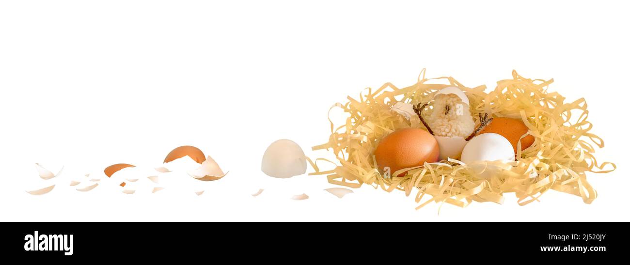 The chicken hatched in a nest with eggs. Isolated on a white background. Stock Photo