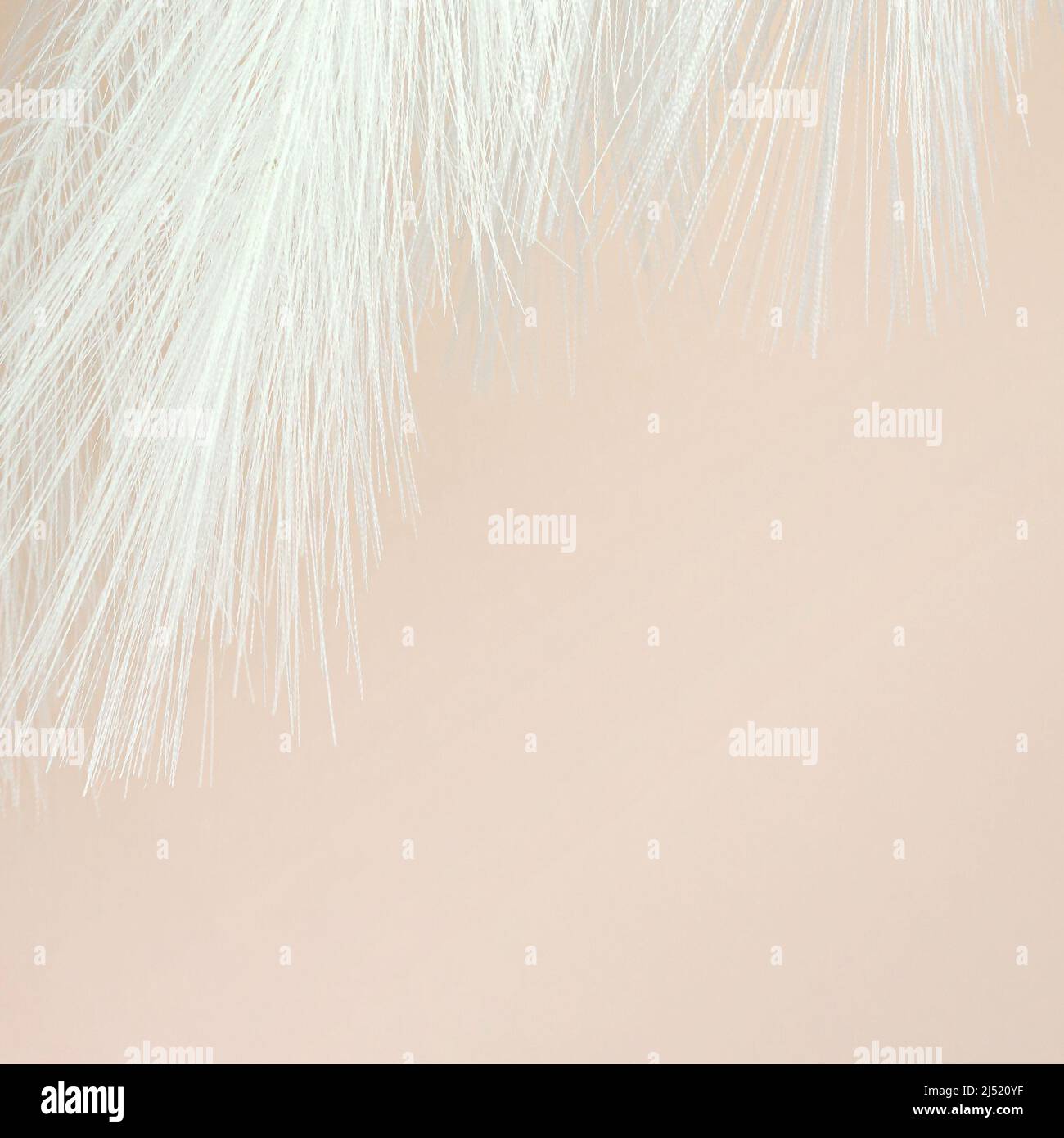 White Fluffy Feather on Pastel beige background. Design art background. Stock Photo